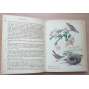 The Country Diary of an Edwardian Lady [Británie, příroda]