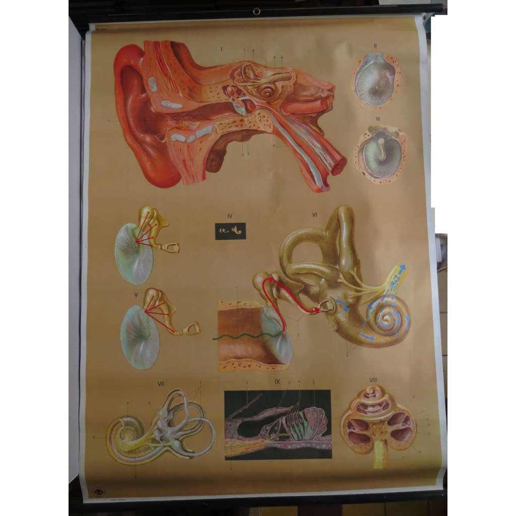 Sluchové ústrojí - lidské ucho, člověk, anatomie - přírodopis - školní plakát, výukový obraz