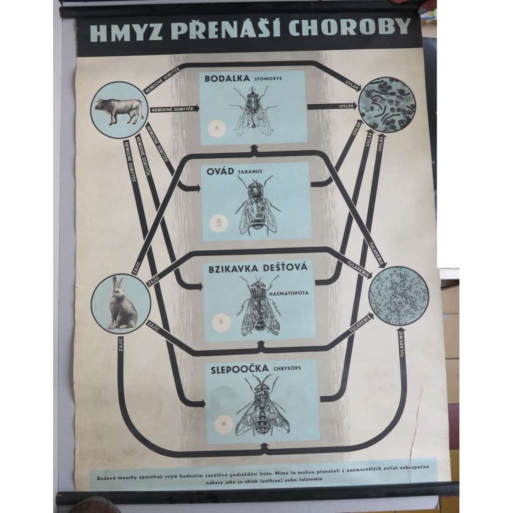 Hmyz přenáší choroby - přírodopis - školní plakát, výukový obraz