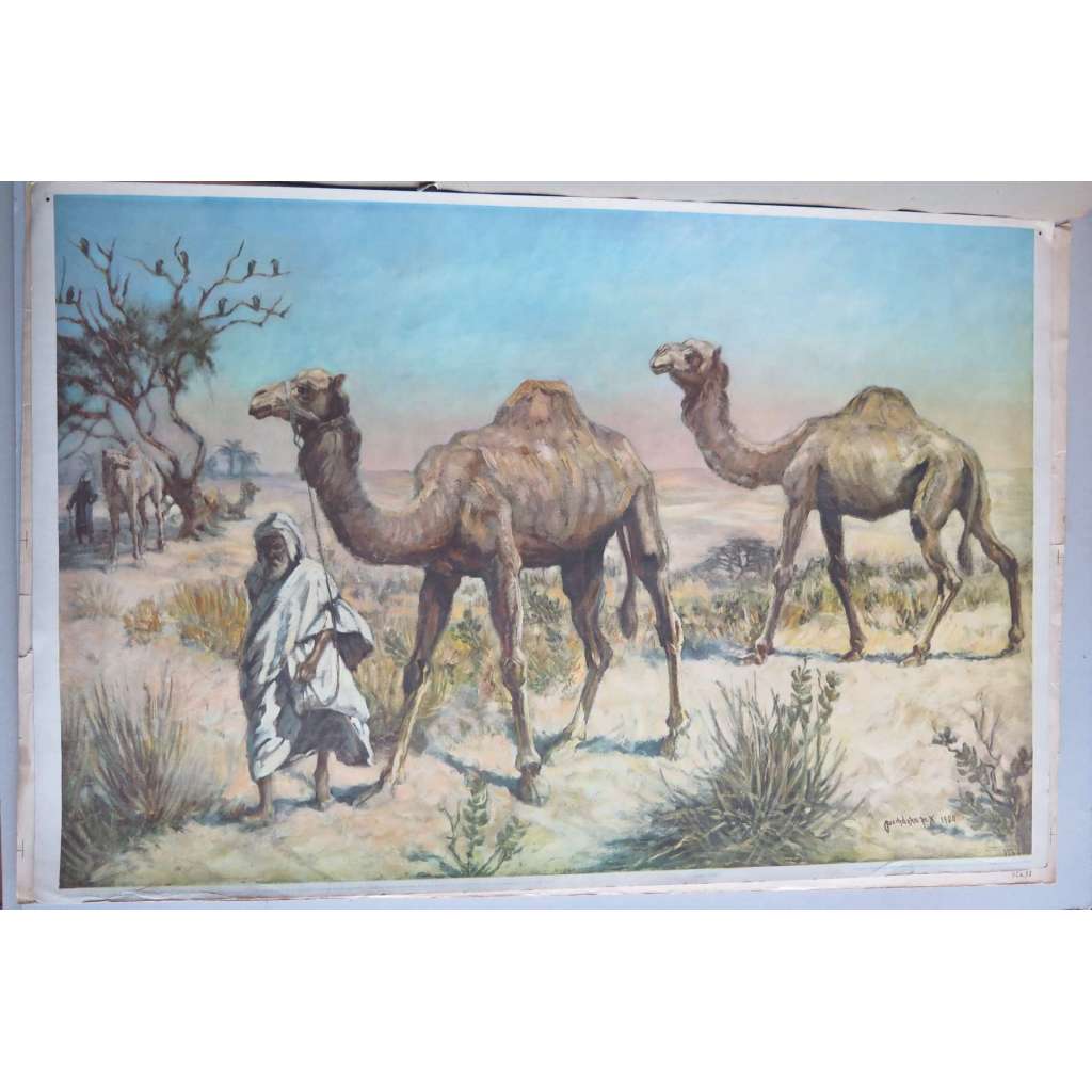 Velbloud, velbloudi, karavana v poušti - školní plakát, výukový obraz