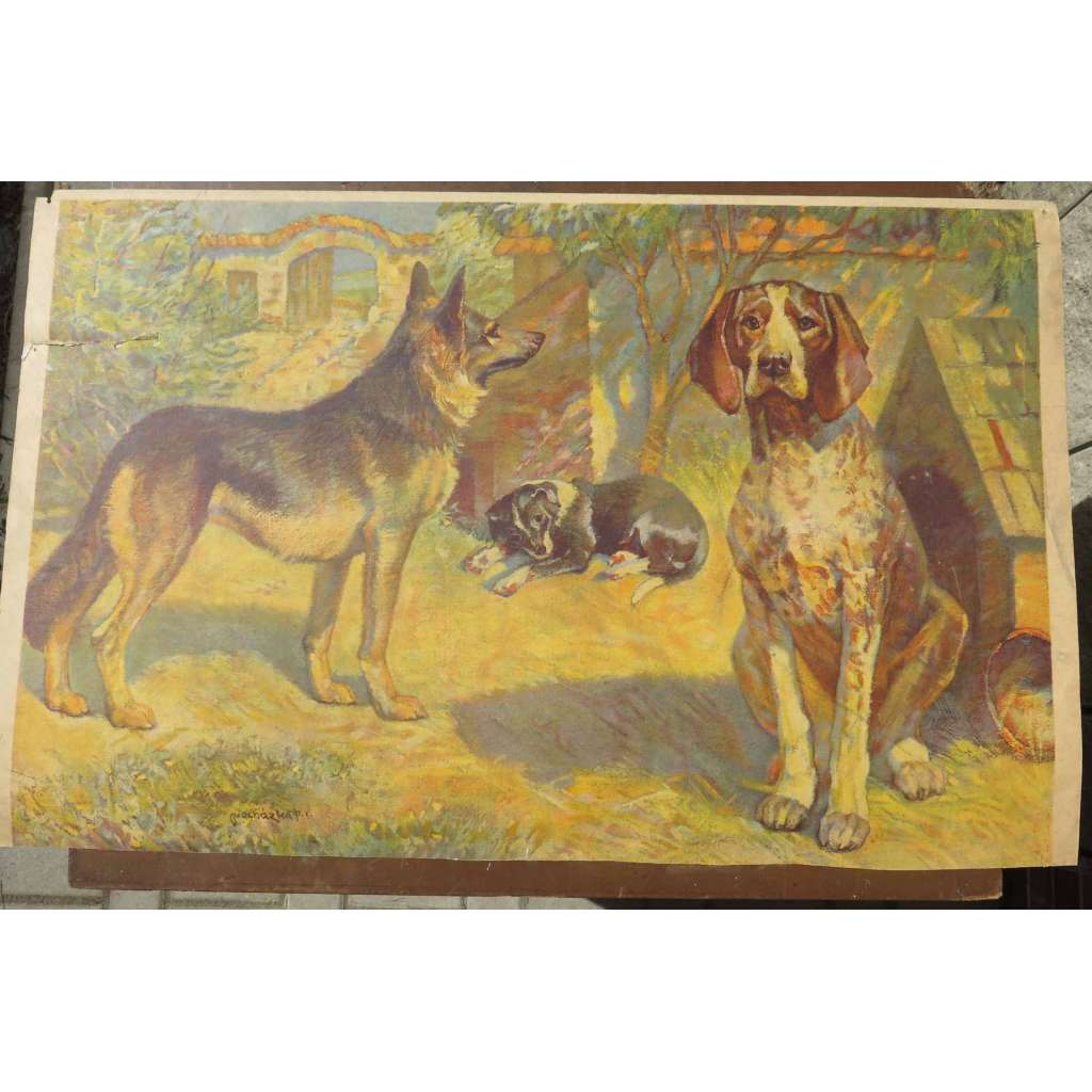 Pes - psi - přírodopis - školní plakát