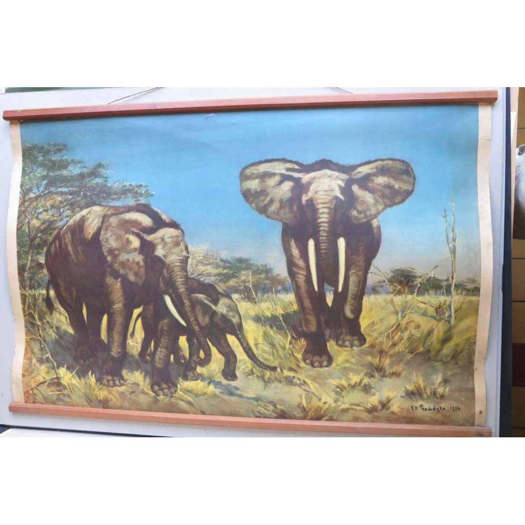 Sloni -slon - přírodopis - školní plakát