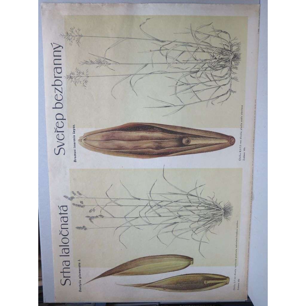 Srha laločnatá a sveřep bezbranný - trávy, tráva, rostliny, byliny - přírodopis - školní plakát, výukový obraz
