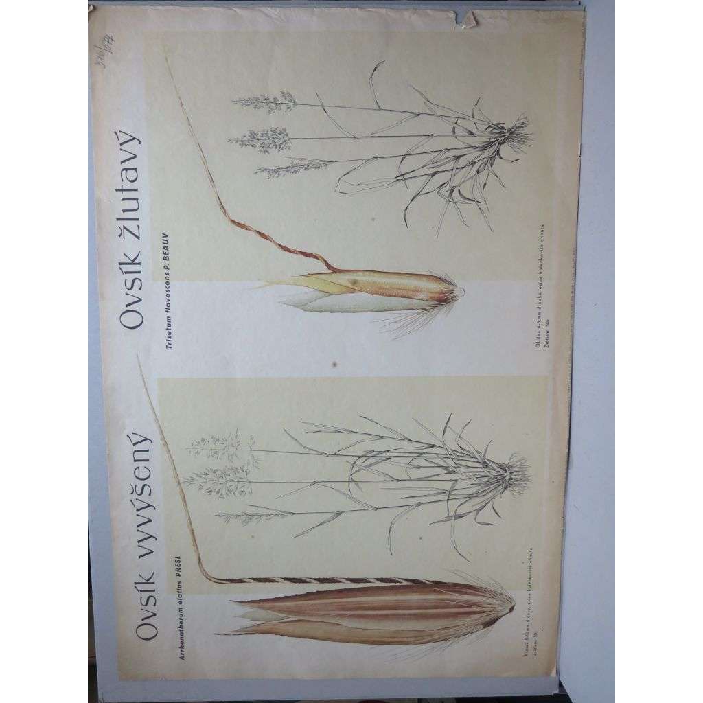 Ovsík vyvýšený a žlutavý - tráva - přírodopis - školní plakát