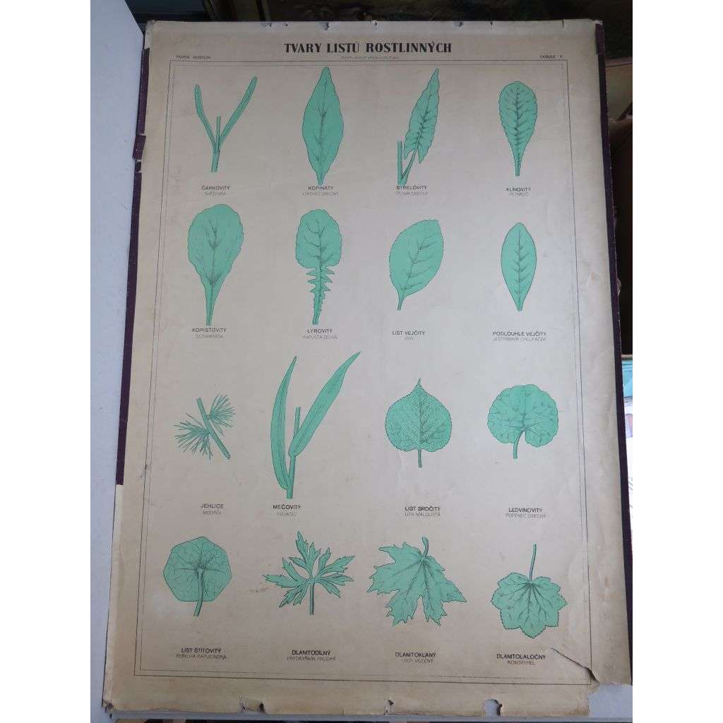 Tvary listů rostlinných - rostliny - přírodopis - školní plakát