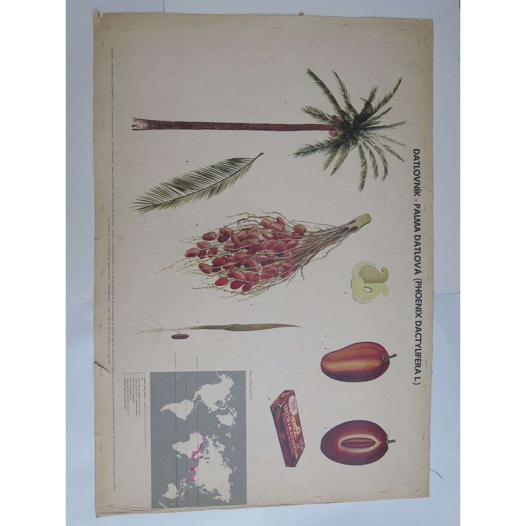 Datlovník, palma datlová - přírodopis - školní plakát