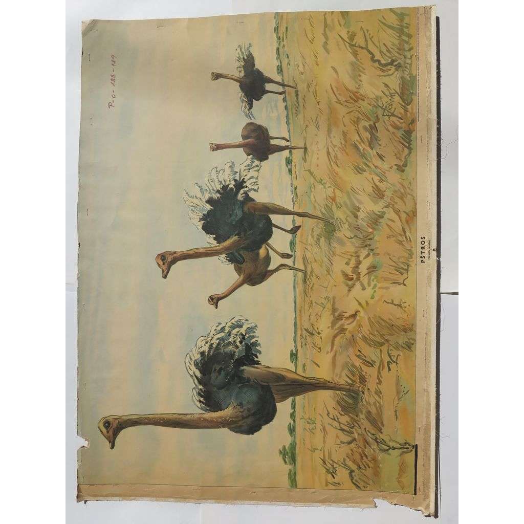 Pštros - ptáci - přírodopis - školní plakát