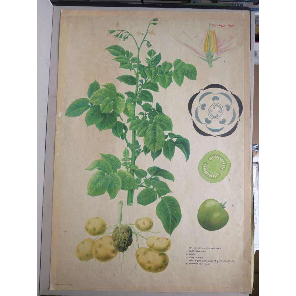 Brambor -  rostliny - přírodopis - školní plakát