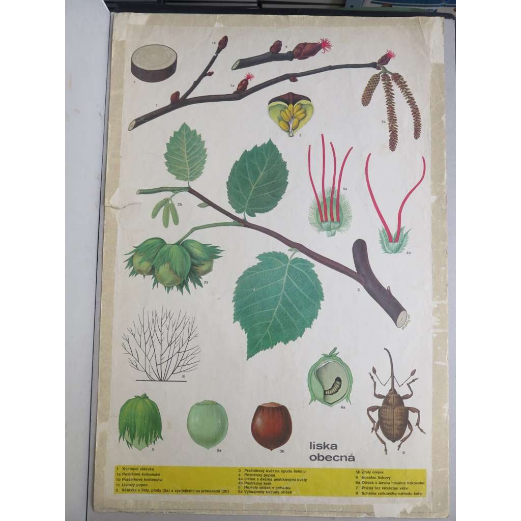 Líska obecná - strom, keř - rostliny - přírodopis - školní plakát - výukový obraz - lískový ořech