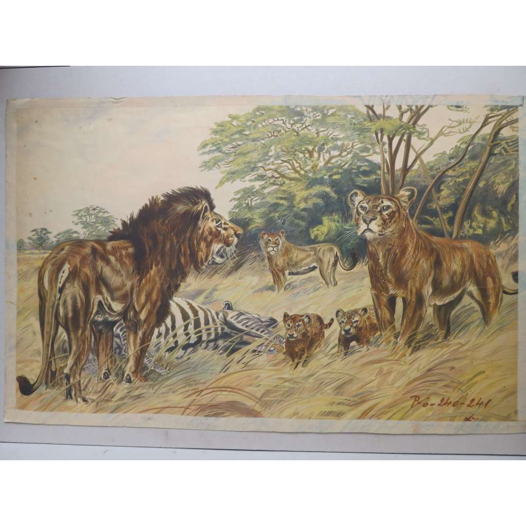 Lev a lvice - zvířata - přírodopis - školní plakát