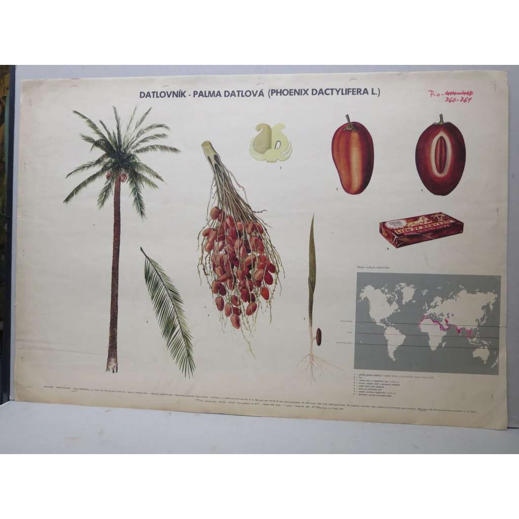 Datlovník - Palma datlová - stromy - přírodopis - školní plakát