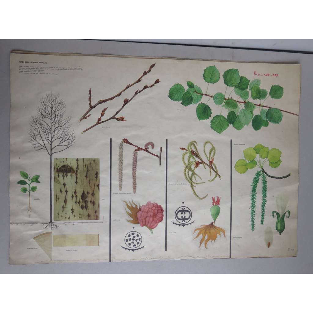 Topol osika - strom - přírodopis - školní plakát