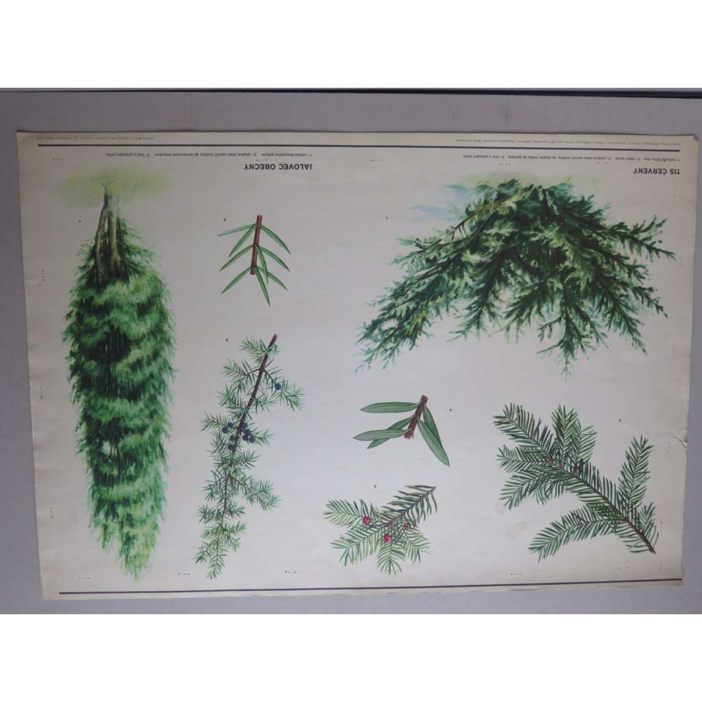 Jalovec obecný a Tis červený - stromy, jehličnany - přírodopis - školní plakát