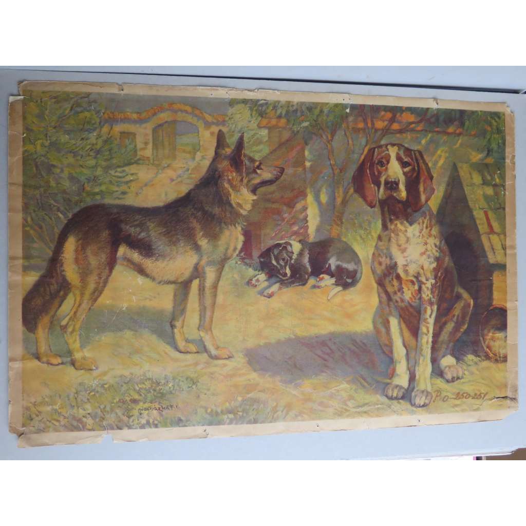 Pes, psi, zvířata - přírodopis - školní plakát