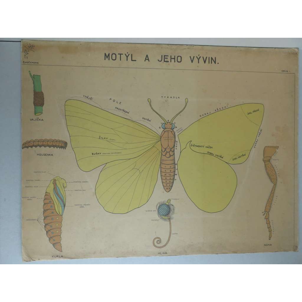 Motýl a jeho vývin - přírodopis - školní plakát