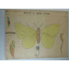 Motýl a jeho vývin - přírodopis - školní plakát