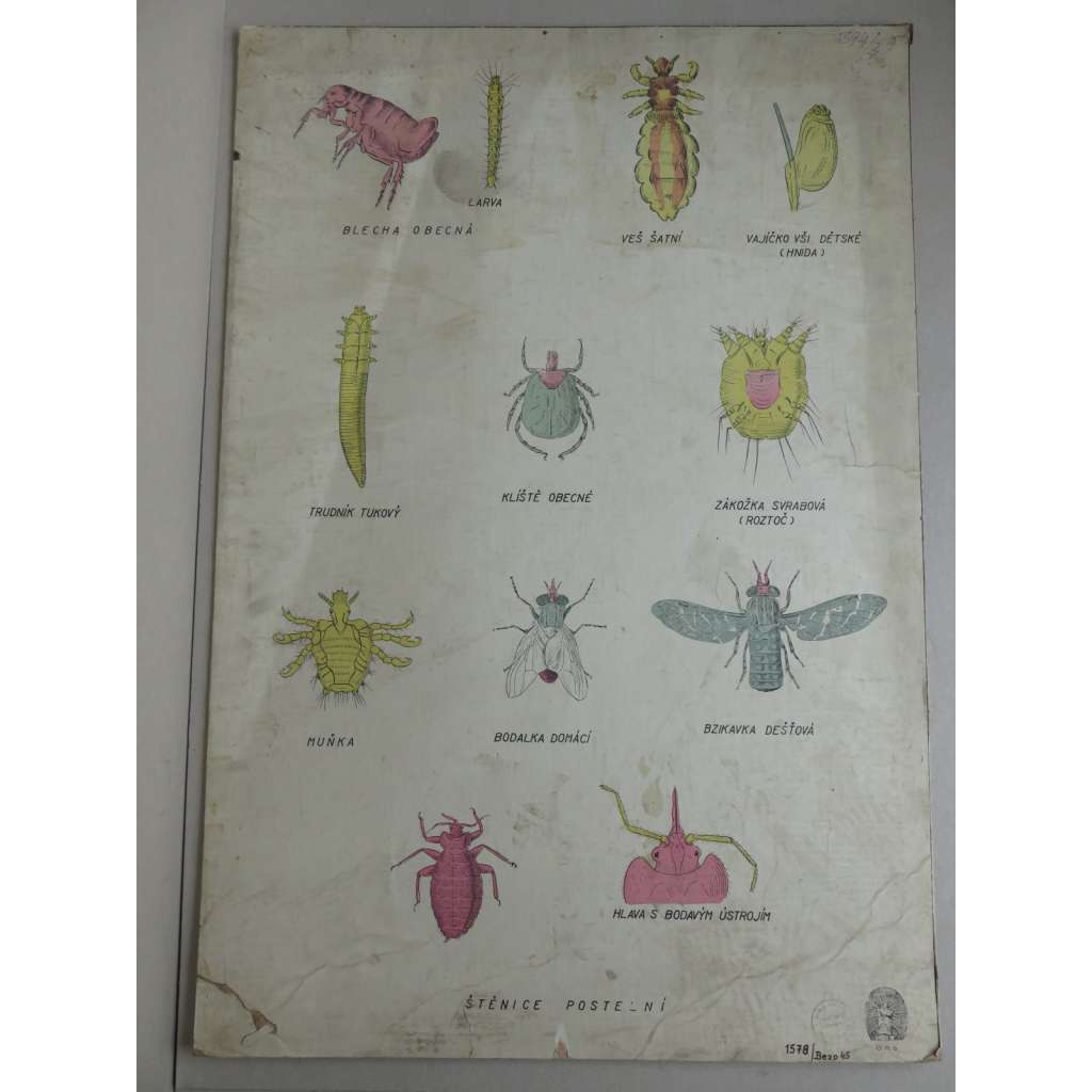 Otravný hmyz (štěnice, veš, blecha, klíště) - přírodopis - školní plakát