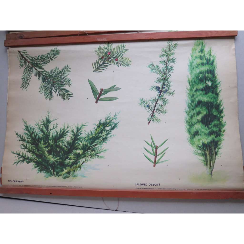 Tis červený a jalovec obecný - stromy - přírodopis - školní plakát