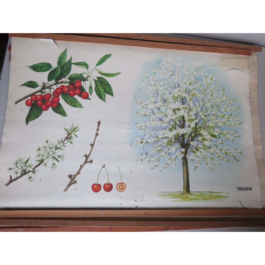Třešeň - stromy - přírodopis - školní plakát