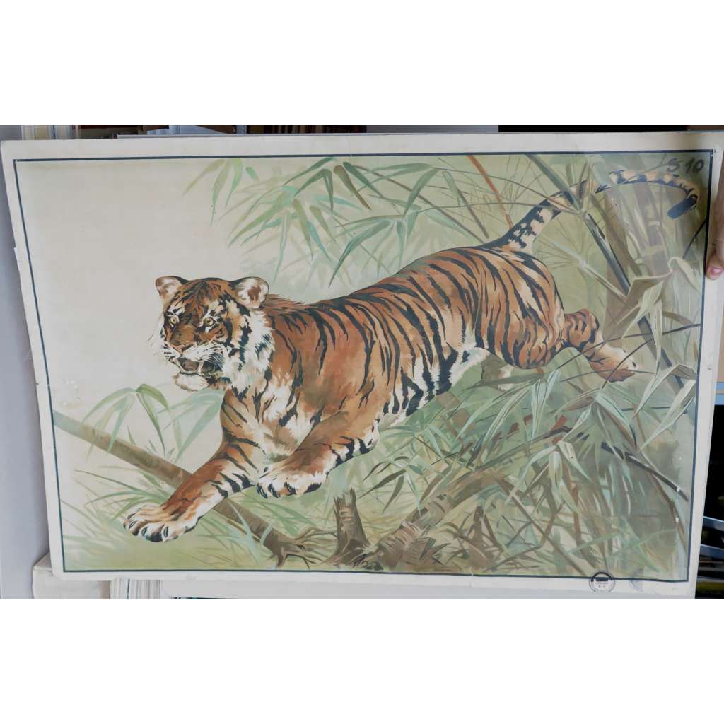 Tygr - školní plakát - Nástěnné obrazy zoologické - přírodopis