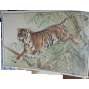 Tygr - školní plakát - Nástěnné obrazy zoologické - přírodopis