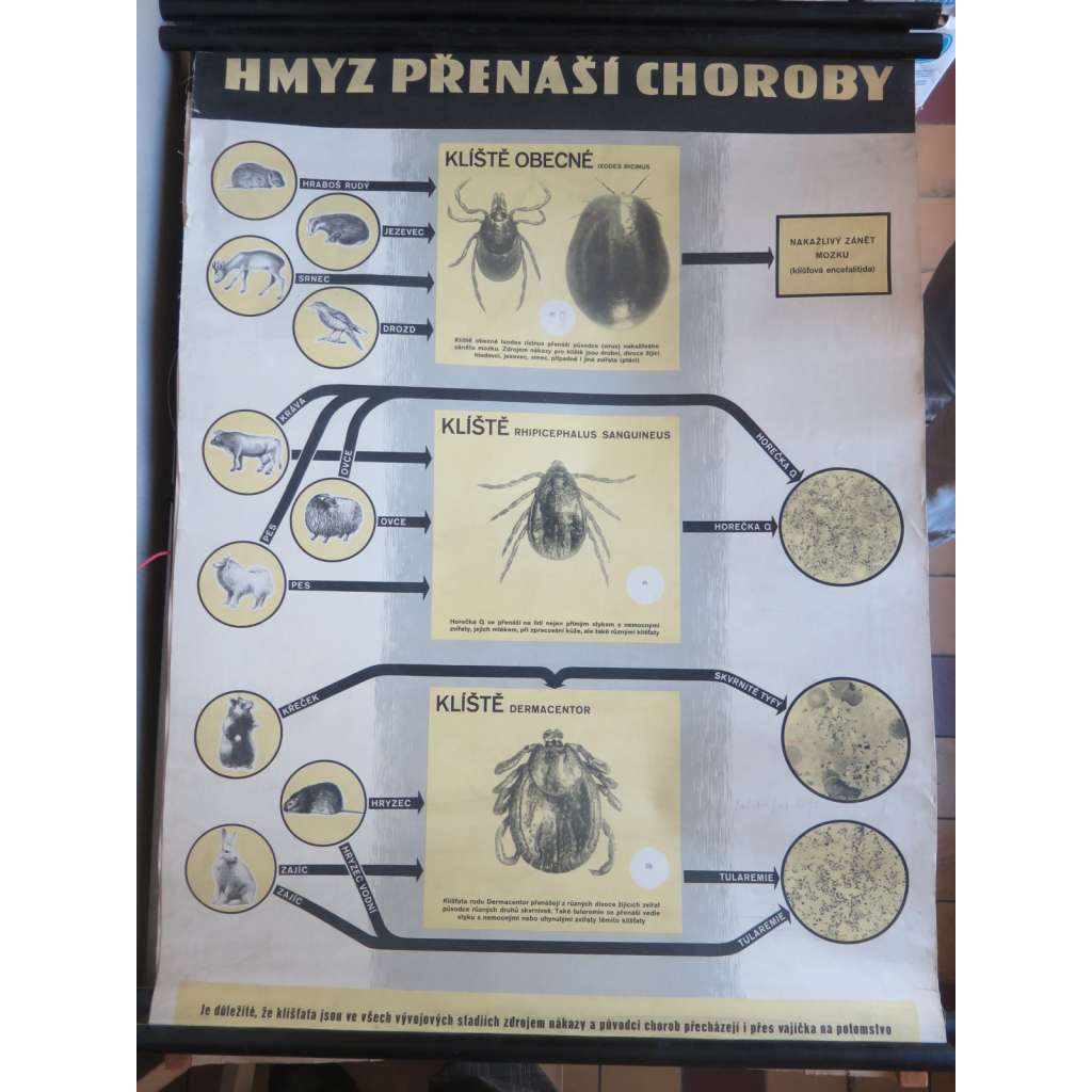 Hmyz přenáší choroby - klíště - přírodopis - školní plakát, výukový obraz