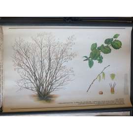 Líska obecná - strom - přírodopis - školní plakát
