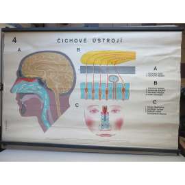 Čichové ústrojí človka - přírodopis - školní plakát