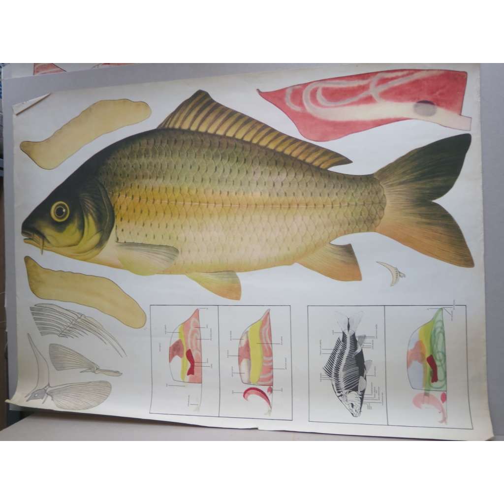 Kapr - ryba - přírodopis - školní plakát