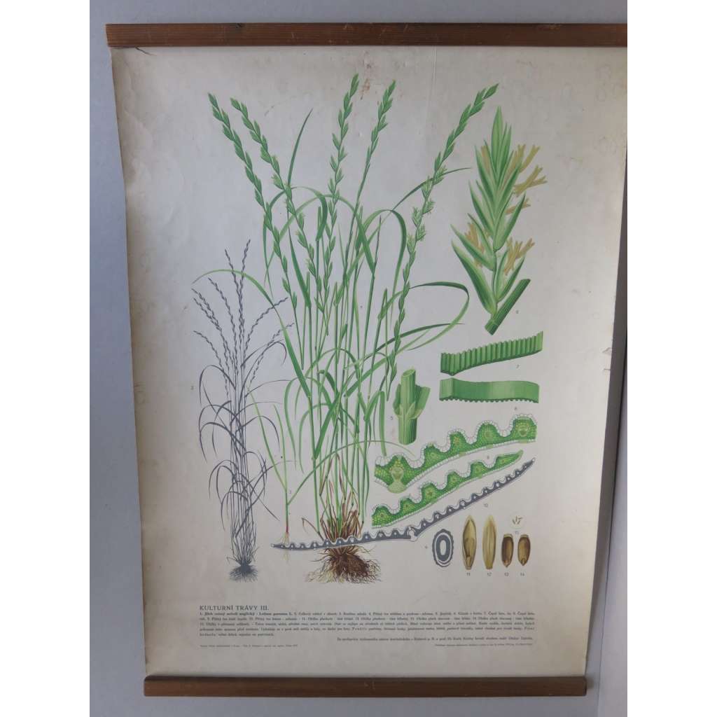 Kulturní trávy 3 - Jílek ozimý - rostliny, byliny - přírodopis - školní plakát, výukový obraz