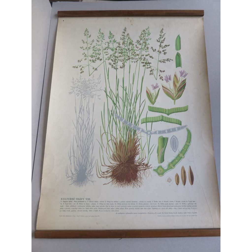 Kulturní trávy 8 - Lipnice luční - rostliny, byliny - přírodopis - školní plakát, výukový obraz