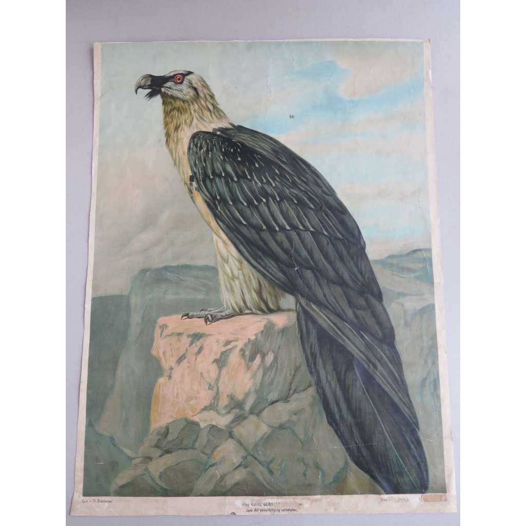 Dravý pták - ptáci - přírodopis - školní plakát