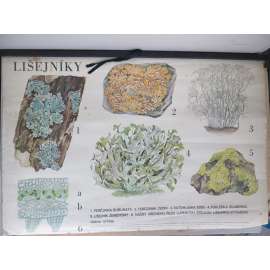 Lyšejník - rostliny - přírodopis - školní plakát