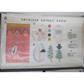 Smyslové ústrojí kožní - člověk - přírodopis - školní plakát