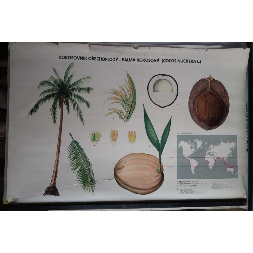 Palma kokosová, Kokosovník ořechoplodý - přírodopis - školní plakát (poškoz.)