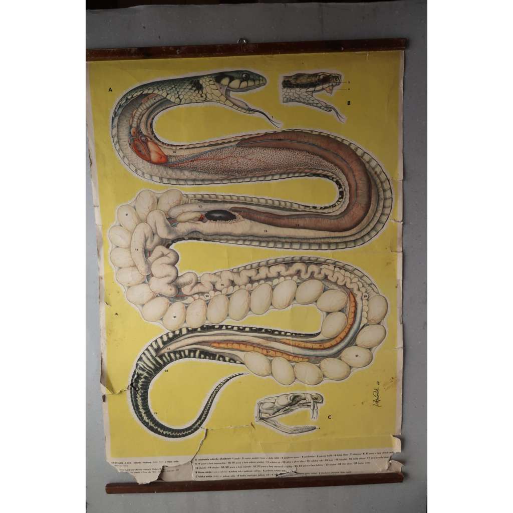 Užovka obojková - had - stavba těla - školní plakát (poškoz.)