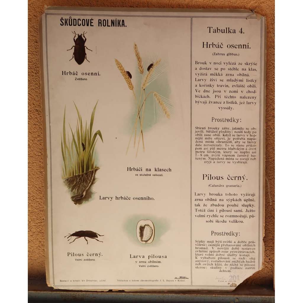 Škůdcové rolníka 4 - Hrbáč osenný - Pilous černý - hmyz - přírodopis - školní plakát