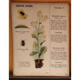 Škůdcové rolníka 5 - hmyz - přírodopis - školní plakát - Blýskáček řepkový - Krytonosec zelný
