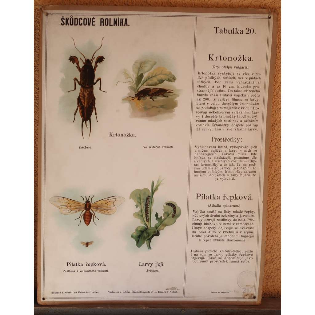 Škůdcové rolníka 20 - hmyz - přírodopis - školní plakát - Krtonožka - Pilatka řepková