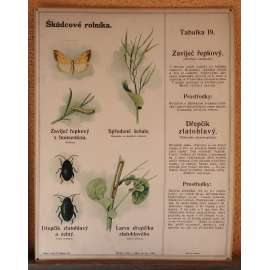 Škůdcové rolníka 19 - přírodopis - hmyz - školní plakát - Zaviječ řepkový, Dřepčík zlatohlavý