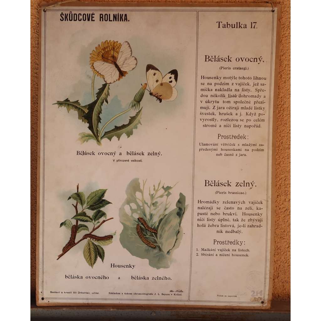 Škůdcové rolníka 17 - přírodopis - hmyz - školní plakát - Bělásek ovocný a zelný