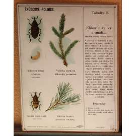 Škůdcové rolníka 18 - přírodopis - hmyz - školní plakát - Klikoroh veliký a smolák