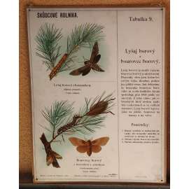 Škůdcové rolníka 9 - přírodopis - školní plakát - Lyšaj borový, Bourovec borový