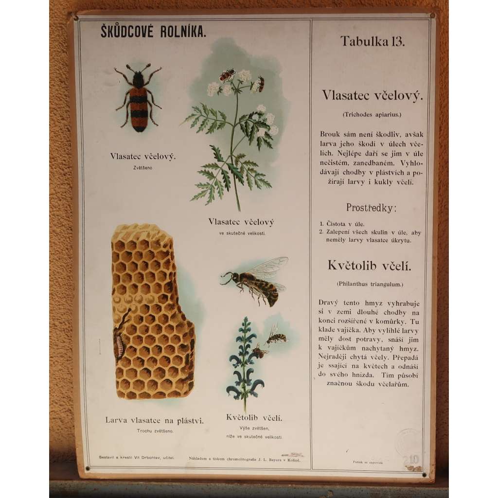 Škůdcové rolníka 13 - přírodopis - školní plakát - Vklasatec včelový - Kvtolib včelí