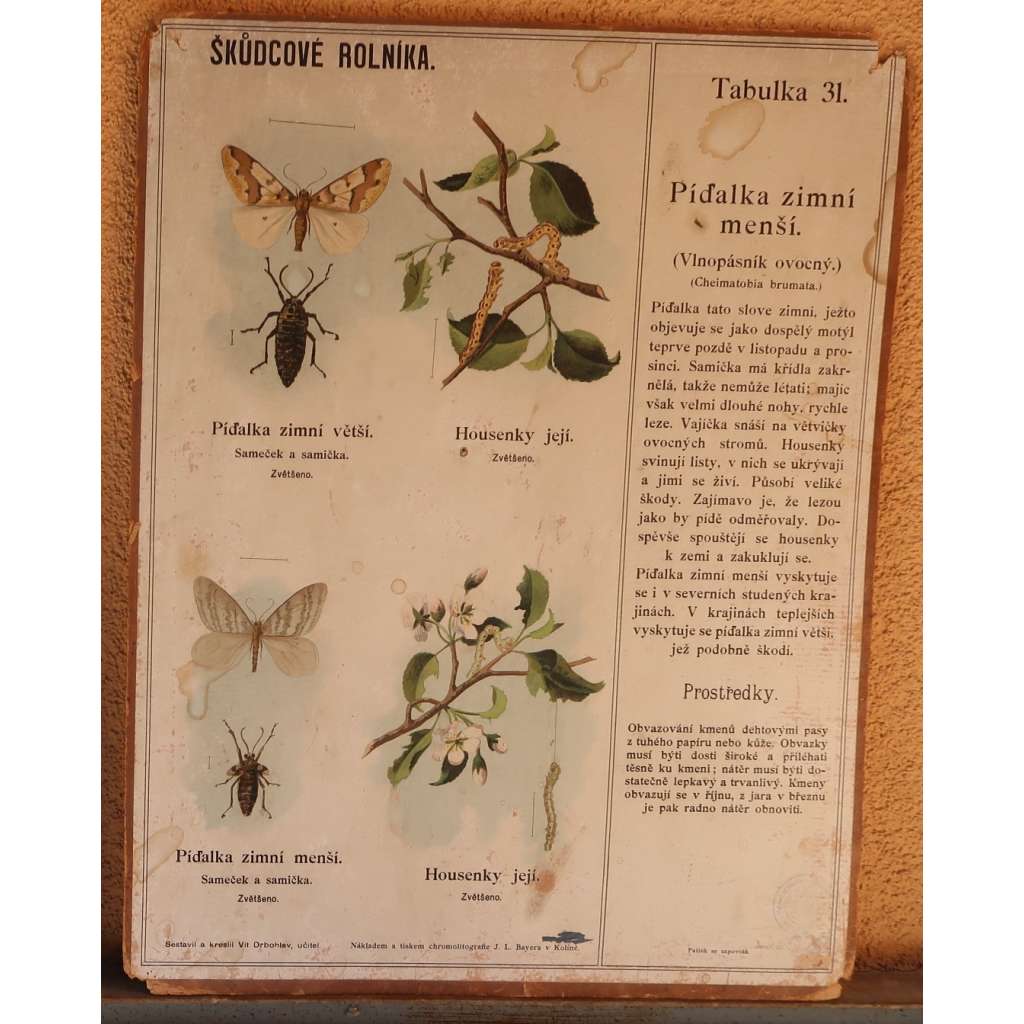 Škůdcové rolníka 31 - přírodopis - školní plakát - Píďalka zimní menší (Vlnopásník ovocný)