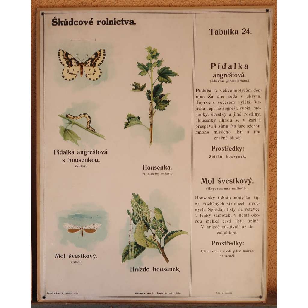 Škůdcové rolnictva 24 - přírodopis - školní plakát - Píďalka angreštová - mol švestkový
