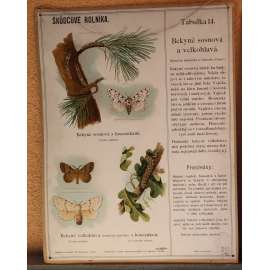 Škůdcové rolníka 14 - přírodopis - školní plakát - Bekyně sosnová a velkohlavá¨(motýl, hmyz)