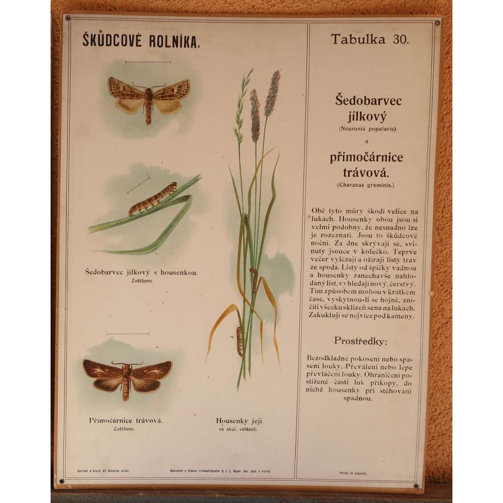 Škůdcové rolníka 30 - přírodopis - školní plakát - Šedobarvec jílkový - přímočárnice trávová