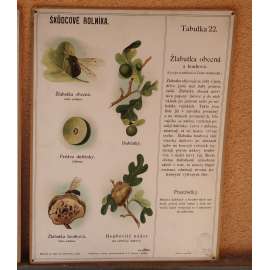 Škůdcové rolníka 22 - přírodopis - školní plakát - Žlabatka obecná a houbová
