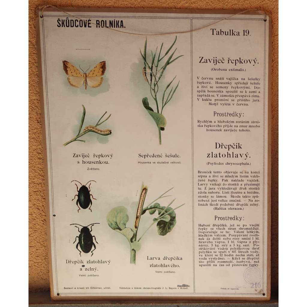 Škůdcové rolníka 19 - přírodopis - školní plakát - Zaviječ řepkový - Dřepčík zlatohlavý
